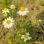 Chamomile Flower Seeds | Chamomile Tea Flower Seed  | Babune Ka Phool | Matricaria chamomilla