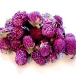 Gomphrena globosa | Dried Pink Gomphrena | Gomphrena Globosa Flower | Dry Gomphrena Amarnath Flower
