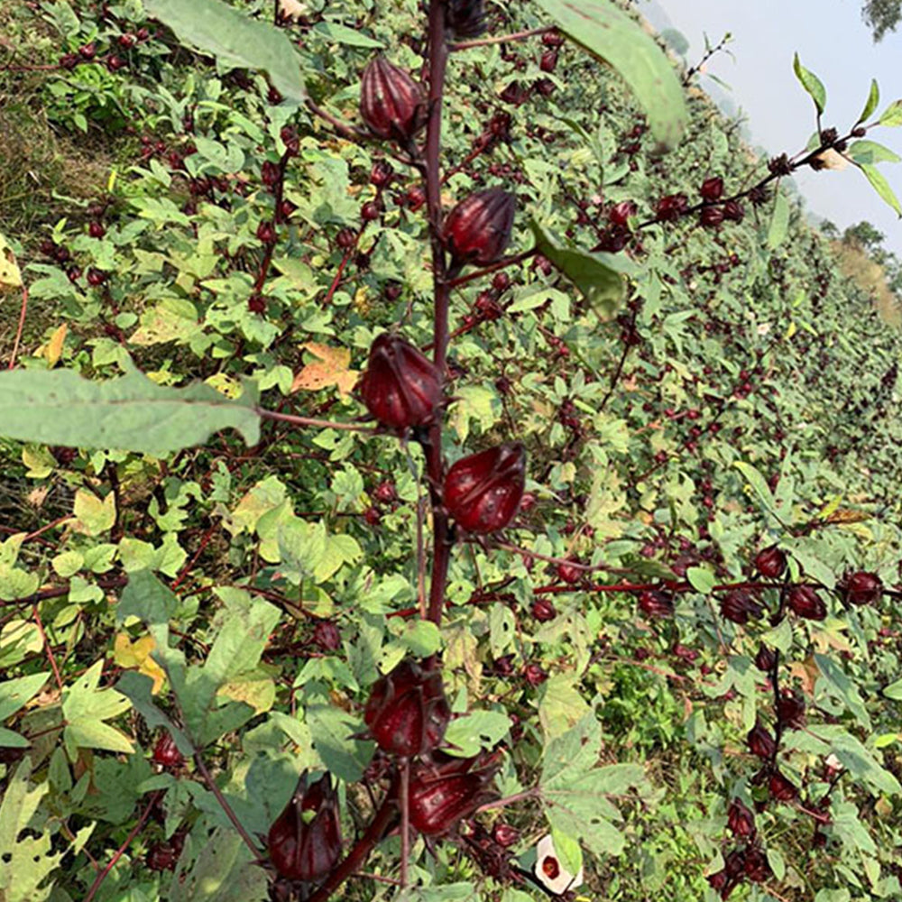 Hibiscus Flower (Dried) - Hibiscus sabdariffa - Gudhal Phool, Roselle Tea Flower - Image 5