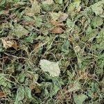 Brahmi | Mandukparni | Centella Asiatica Dried Leaves | Gotu Kola Dried Leaves
