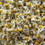 Dried Chamomile Flower | Chamomile Tea Flower | Babune Ka Phool | Matricaria chamomilla